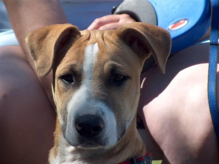 Blanding af racer grækerhunden Trøffel billede 15