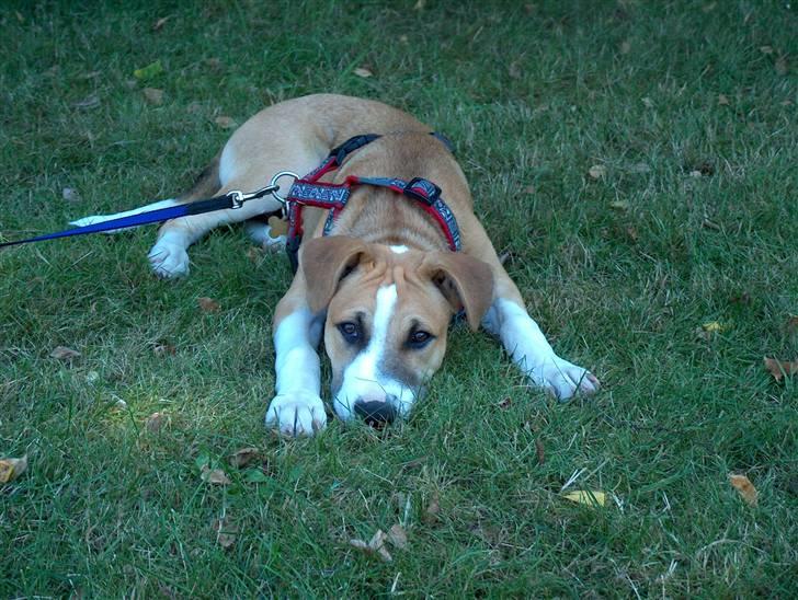 Blanding af racer grækerhunden Trøffel billede 16