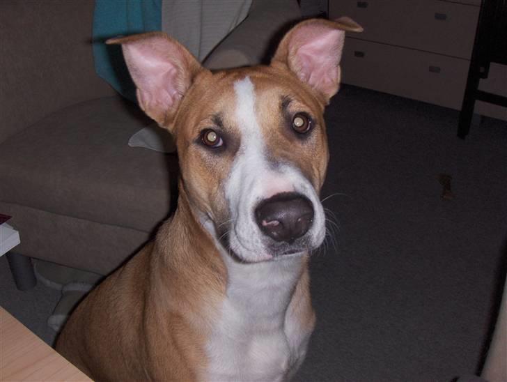 Blanding af racer grækerhunden Trøffel billede 17