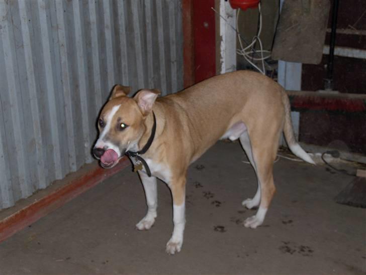 Blanding af racer grækerhunden Trøffel billede 18