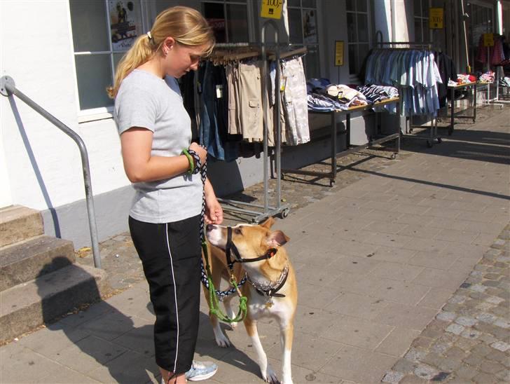 Blanding af racer grækerhunden Trøffel billede 19