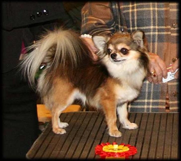 Chihuahua "Hermes" DKCh.  - Hermes far MultiCH Moishe (S.I.B. Me myself and I) blev Nordisk vinder 2007 JUHU... Tillykke billede 18