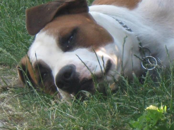 Blanding af racer Eddy - Nyder livet...  billede 1