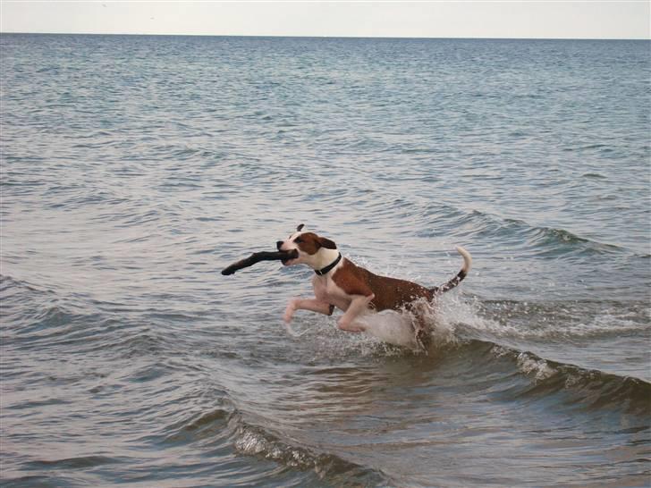 Blanding af racer Eddy - Se lige hvad jeg fandt...  billede 3