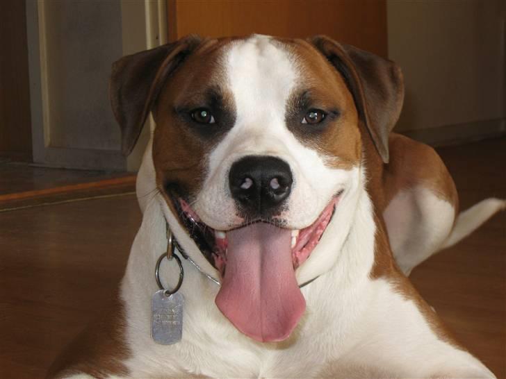 Blanding af racer Eddy billede 4