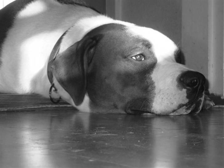 Blanding af racer Eddy billede 5