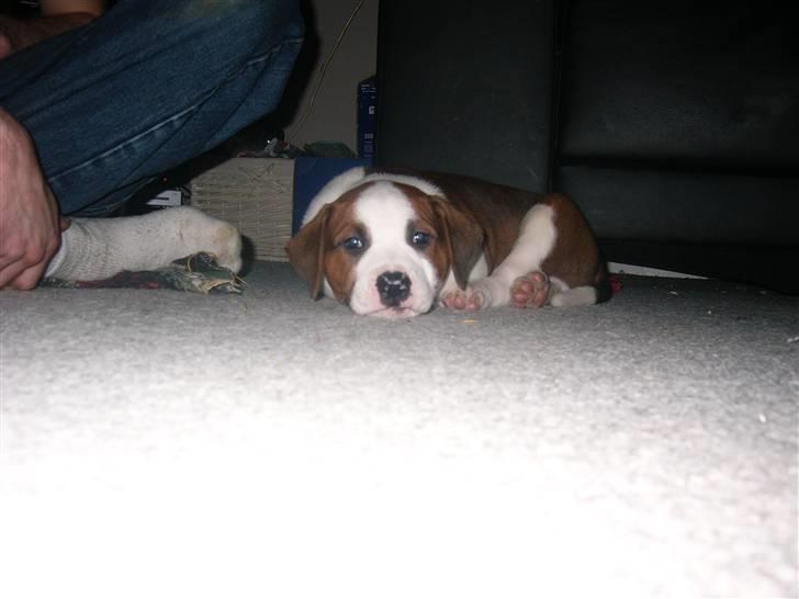 Blanding af racer Eddy billede 6