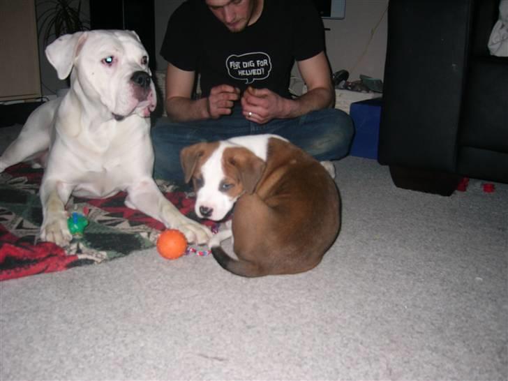 Blanding af racer Eddy billede 7