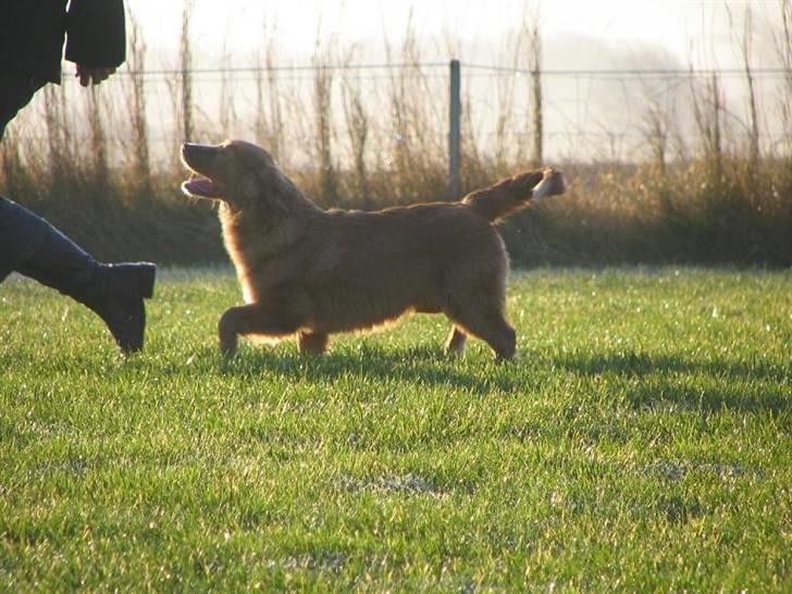 Nova scotia duck tolling retriever Diesel billede 9