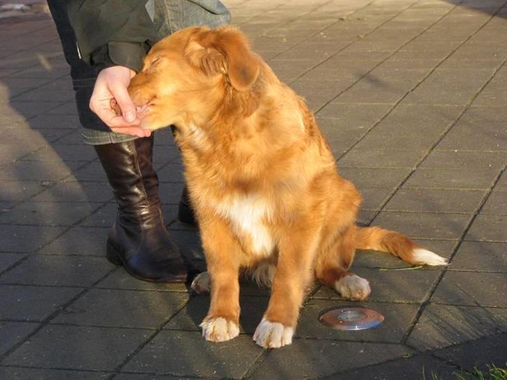 Nova scotia duck tolling retriever Diesel billede 10
