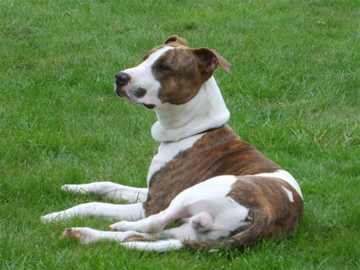 Blanding af racer calle R.I.P billede 1