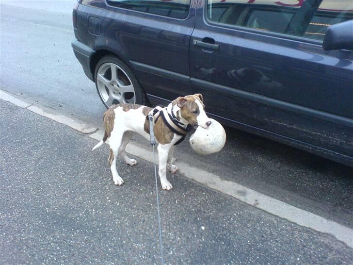 Blanding af racer calle R.I.P billede 2