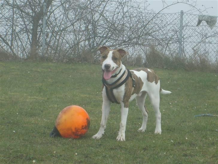 Blanding af racer calle R.I.P billede 3