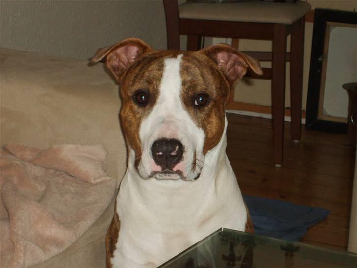 Blanding af racer calle R.I.P billede 4