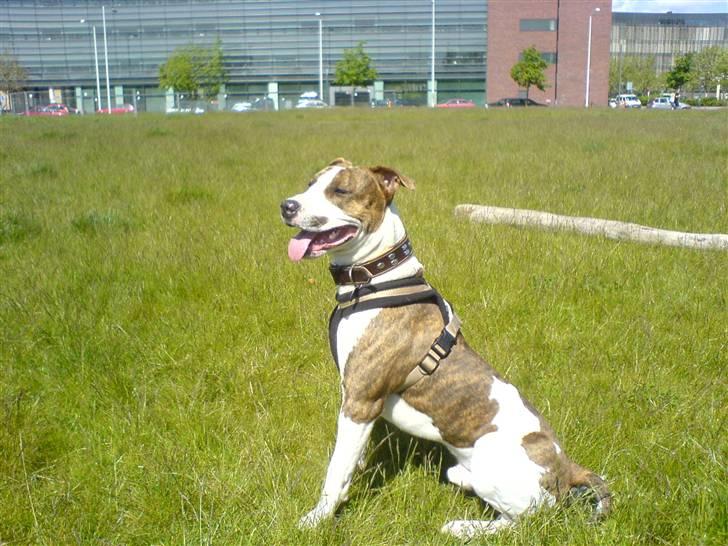 Blanding af racer calle R.I.P billede 5