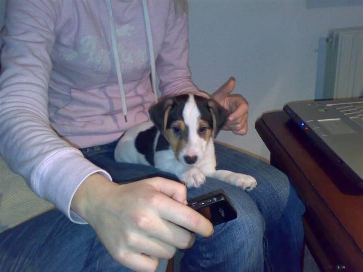Jack russell terrier Enzo - nu sidder jeg så pænt ved min mor.. billede 2