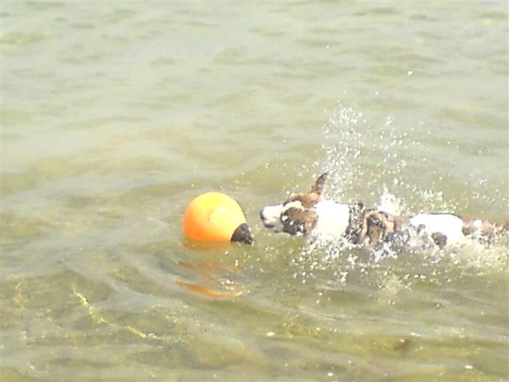 Blanding af racer calle R.I.P billede 6