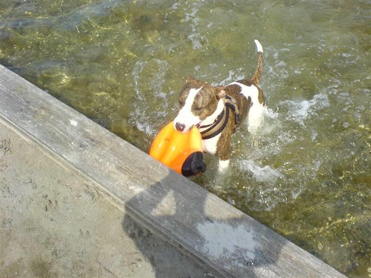 Blanding af racer calle R.I.P billede 7