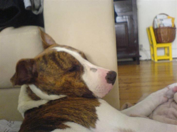 Blanding af racer calle R.I.P billede 8