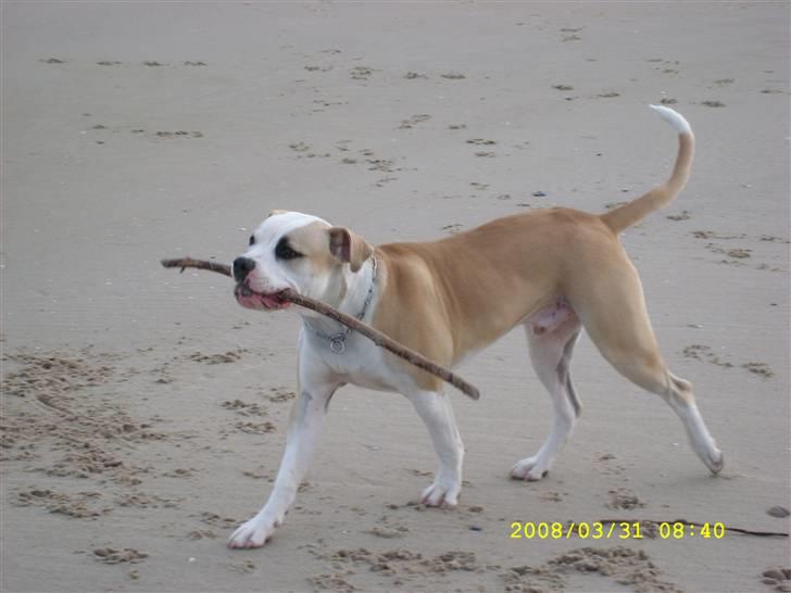 Amerikansk bulldog Bono R.I.P 2007- 2010 billede 10