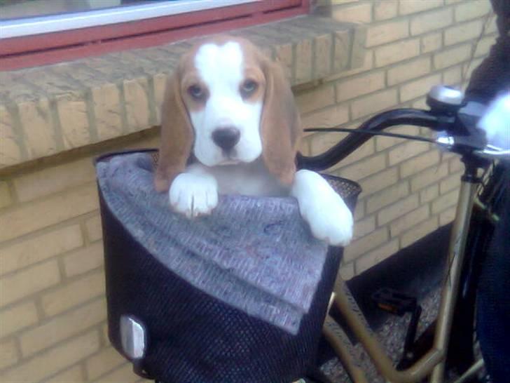 Beagle bella - bella og mor skal ud og cykle lidt. bella elsker og være med alle vegne billede 1