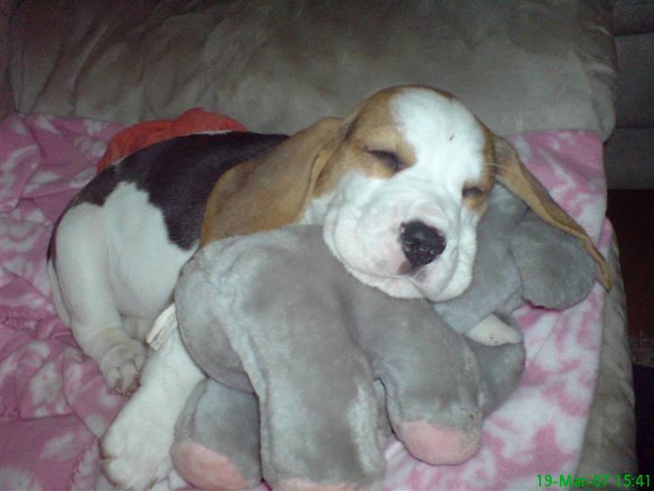 Beagle bella - det er altid godt med en lille lur, zzzzZZZZZZ billede 2