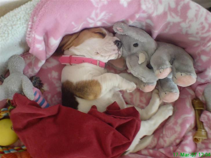 Beagle bella billede 3