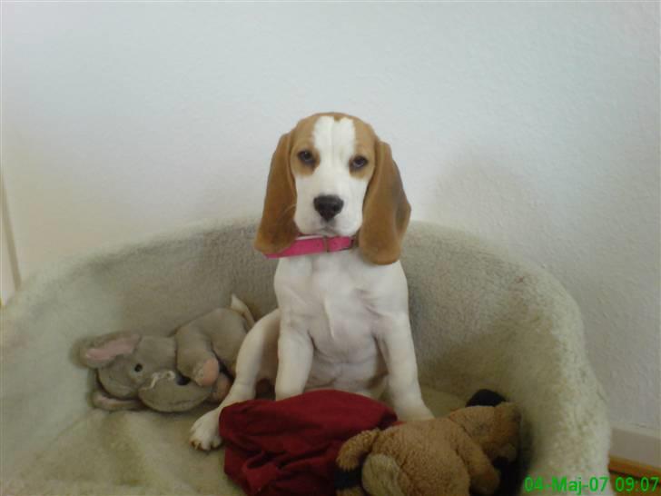 Beagle bella billede 4