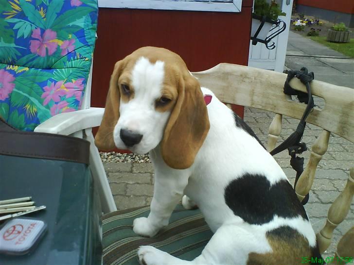 Beagle bella billede 5