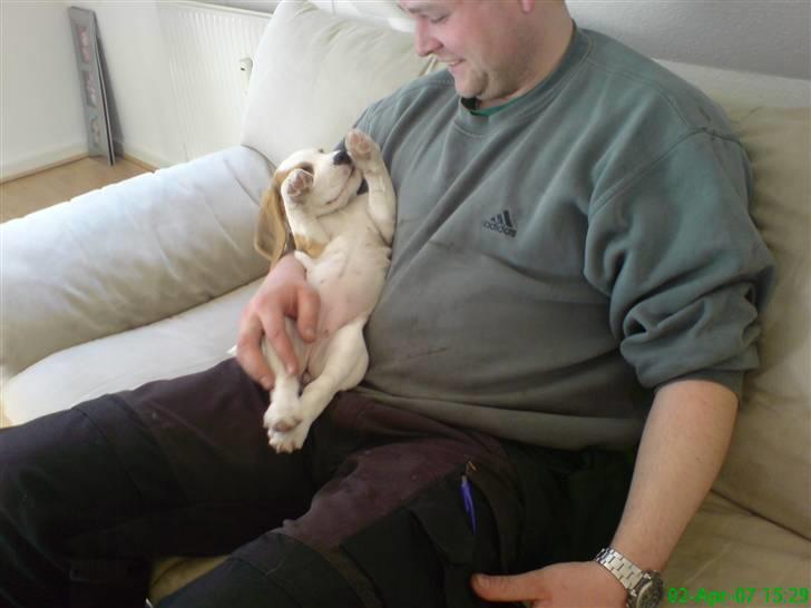 Beagle bella - et par dage efter vi fik bella kom en af mine kammerater, og som i kan se er bella også rigtig glad for at han kom og legede med ham;-) billede 6