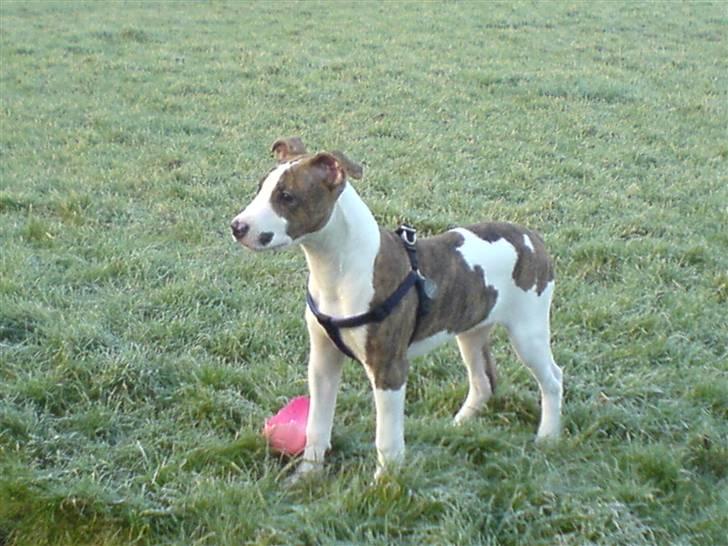 Blanding af racer calle R.I.P billede 9