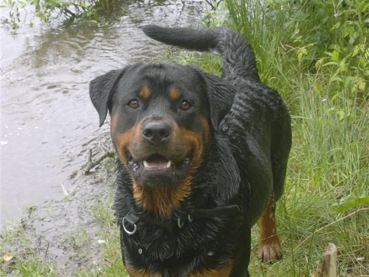 Rottweiler chang billede 20