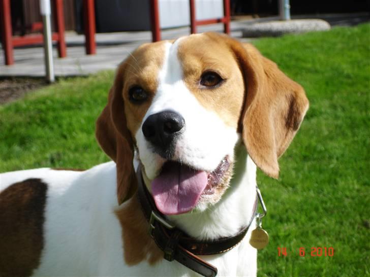 Beagle Mads / Fairytosh Mc. Cafferty - Hjemme i haven :) - 14.06.10 billede 6
