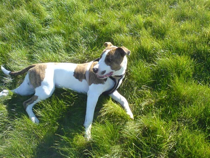 Blanding af racer calle R.I.P billede 10