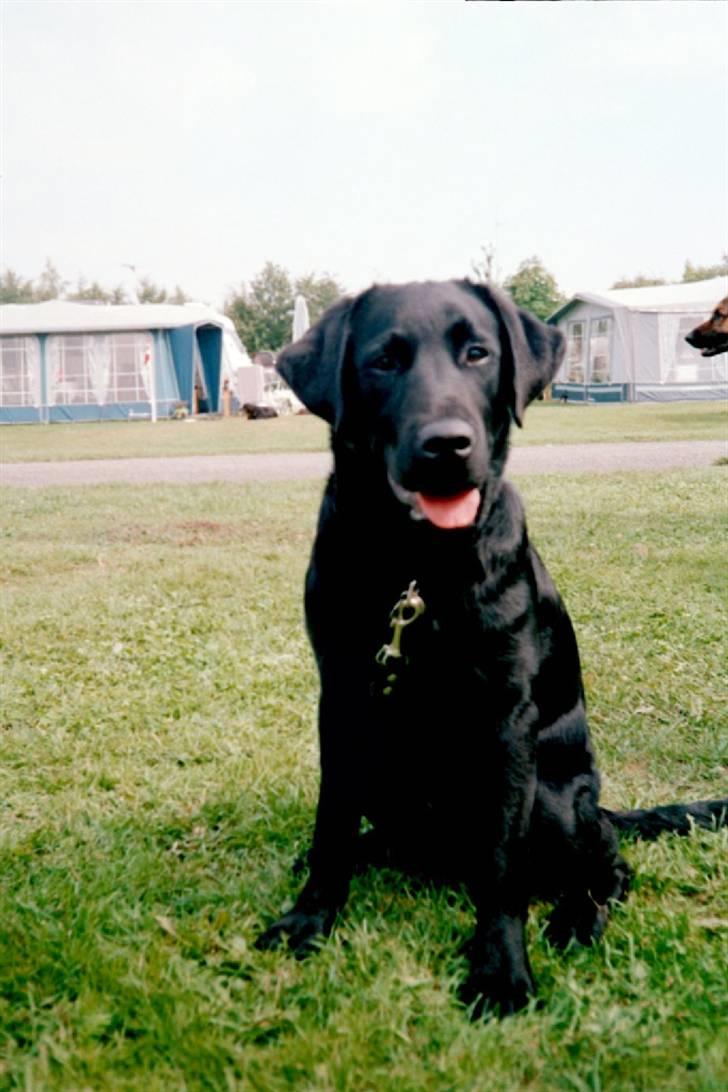 Schæferhund Glenn's Bosco - Boscos "storebror" Dandy deljig labrador billede 14