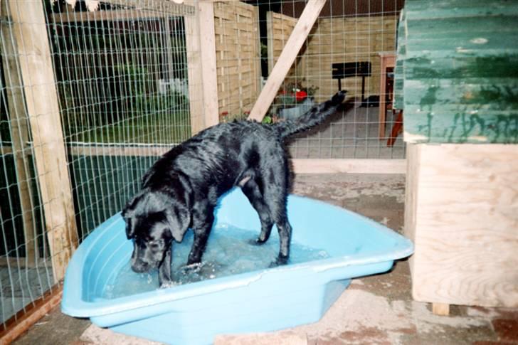 Schæferhund Glenn's Bosco - Dandy elsker vand og fik sit ejet badebassin som hvalp billede 15