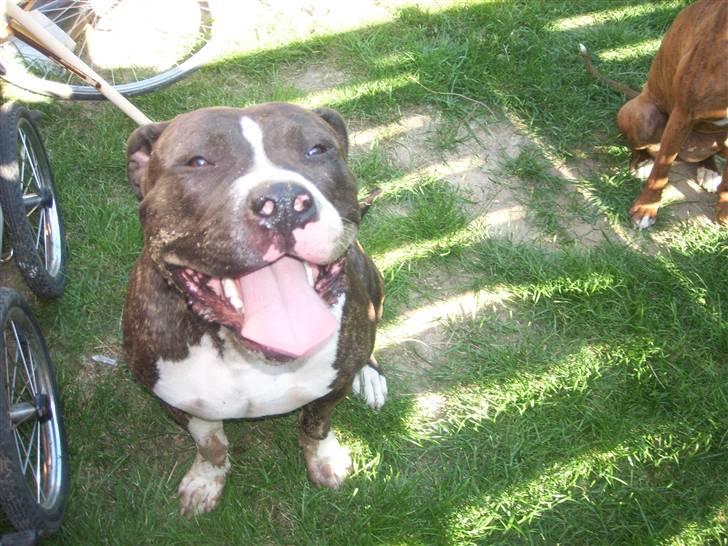 Blanding af racer Kato billede 8