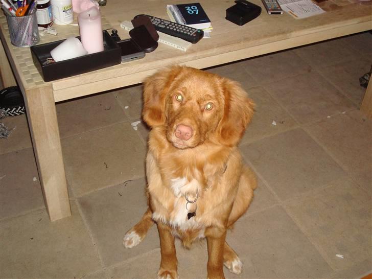 Nova scotia duck tolling retriever Mowgli billede 20