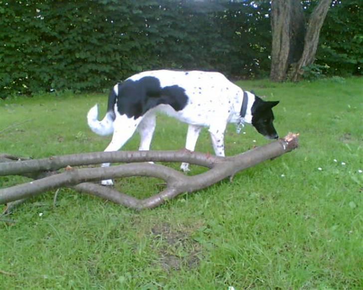 Alaskan husky Prixie TAR IKKE IMOD UDFO - Prixie nyder at gå og hygge alene, bare mor er i nærheden;o) billede 4