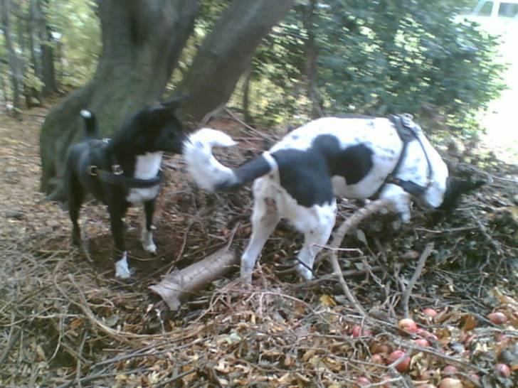 Alaskan husky Prixie TAR IKKE IMOD UDFO - Stadig på musejagt og stadig smutter de med fangsten, så jeg ikke kan få det vist..Øv..tøzer i ka ik være det bekendt.. :o)) billede 5