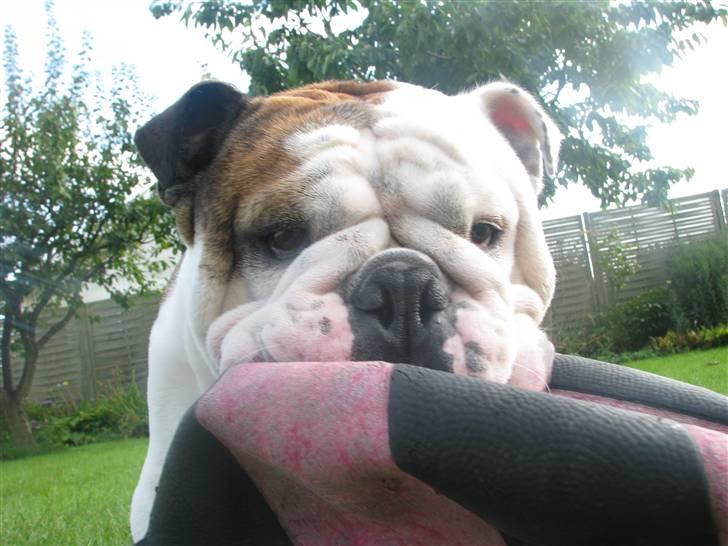 Engelsk bulldog Eigil - skal vi ikke lege ?? billede 12