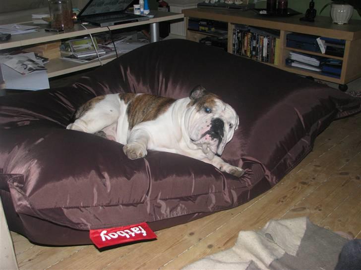 Engelsk bulldog Eigil - tager mig lige en lille slapper  billede 13