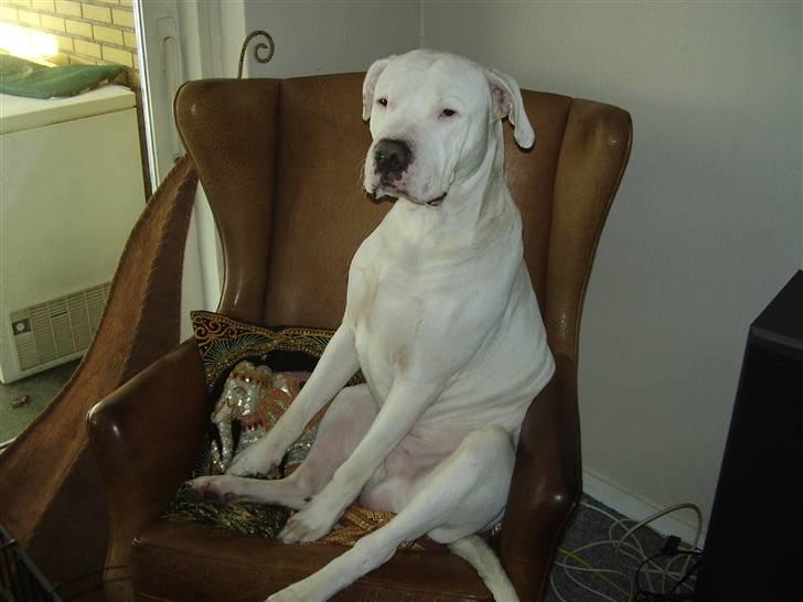 Dogo argentino cano - her sidder jeg godt billede 19