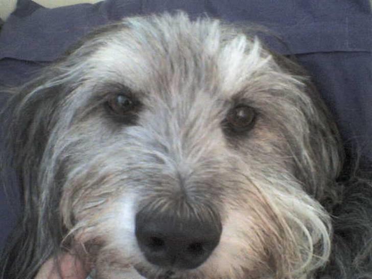 Blanding af racer Laura (Bamse) billede 6