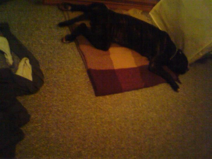 Amerikansk staffordshire terrier Otto - Ja han har nogle underlige måder at sove på ;b billede 18