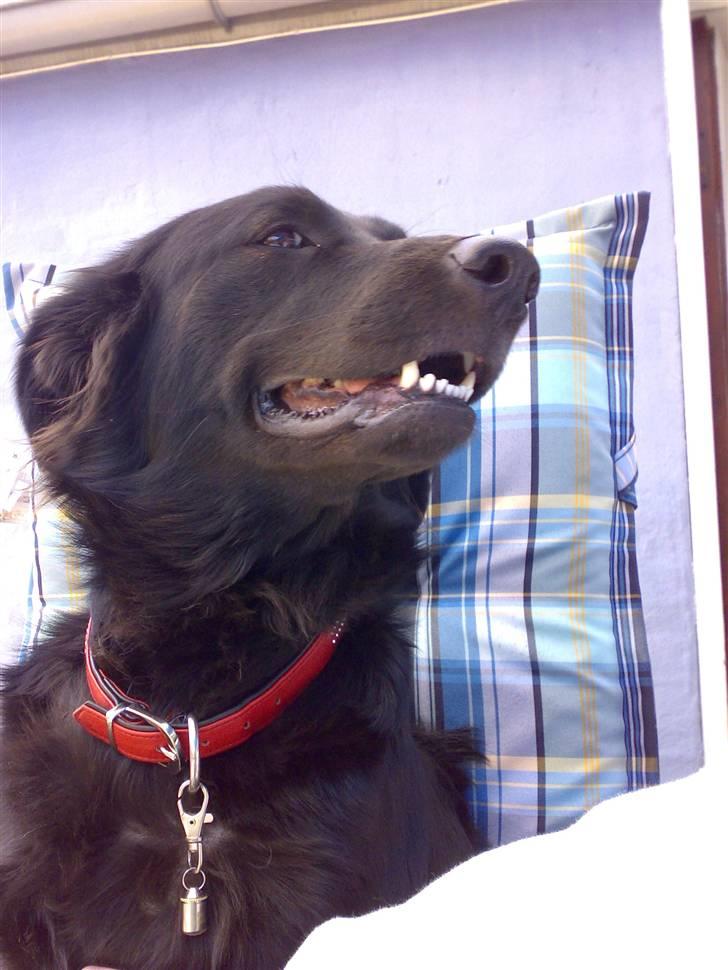 Blanding af racer Tilde - her har jeg lige sniget mig op på stolen ude i haven for der sad alle de andre jo......er man hygge hund eller hvad billede 1