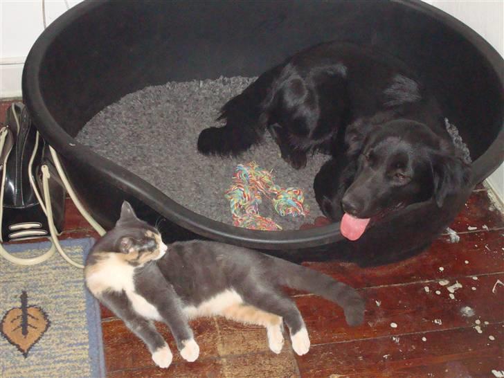 Blanding af racer Tilde - her ligger jeg så i min dejlige kurv som jeg er meget glad for. hey hov silke(kat) nu skal du ikke tage billedet fra mig billede 2