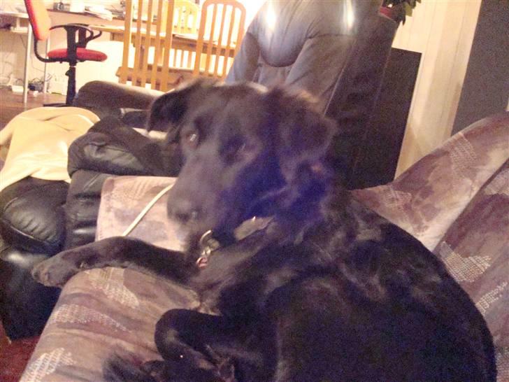 Blanding af racer Tilde - hey Kronprins Frederik du valgte den forkerte du skulle da have taget mig som din Kone i stedet*GG* billede 3