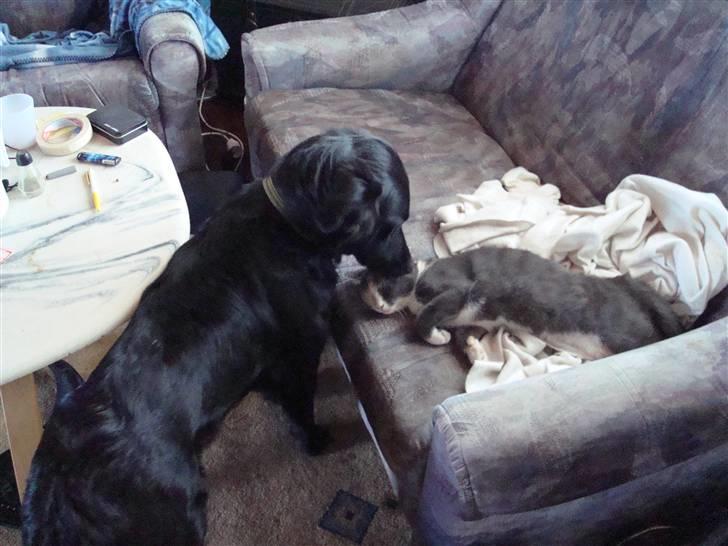 Blanding af racer Tilde - Her er så mit et og alt katten Silke hun får her sin daglige morgen kys.... Hun er da så søøøøød billede 4