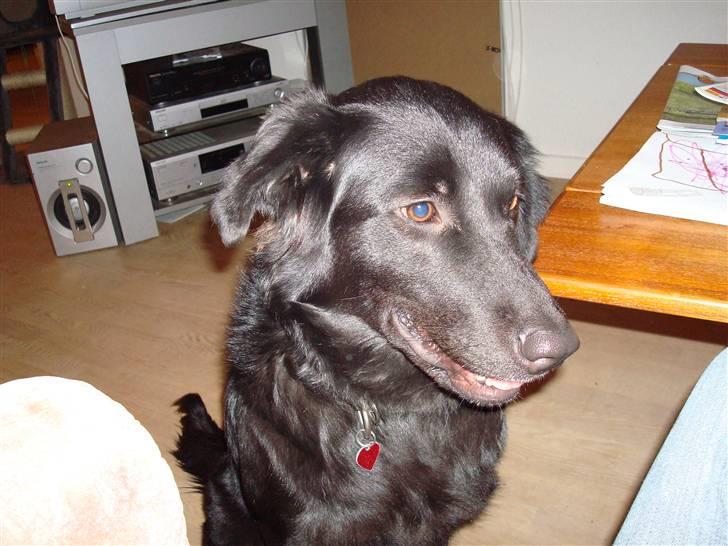 Blanding af racer Tilde - ser jeg ikke bare ynkelig ud.. de andre hunde ved vores veninde vil ikke lege med mig.....SNØFT billede 5